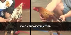 Đá Gà Thomo Trực Tiếp Bet88 - Nơi Được Nhiều Chơi Tham Gia