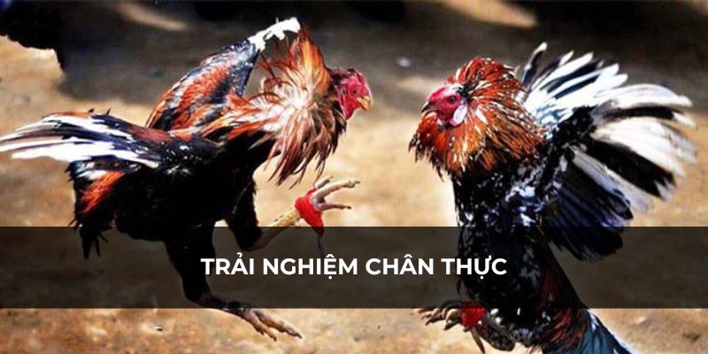 Như được xem trực tiếp các trận đấu